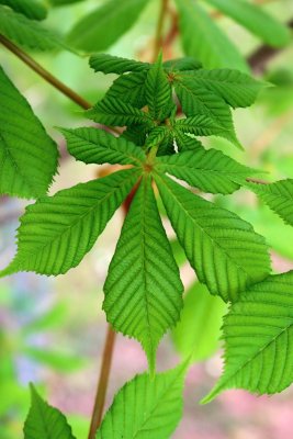 Aesculus flava - jírovec žlutý - list jaro (39)